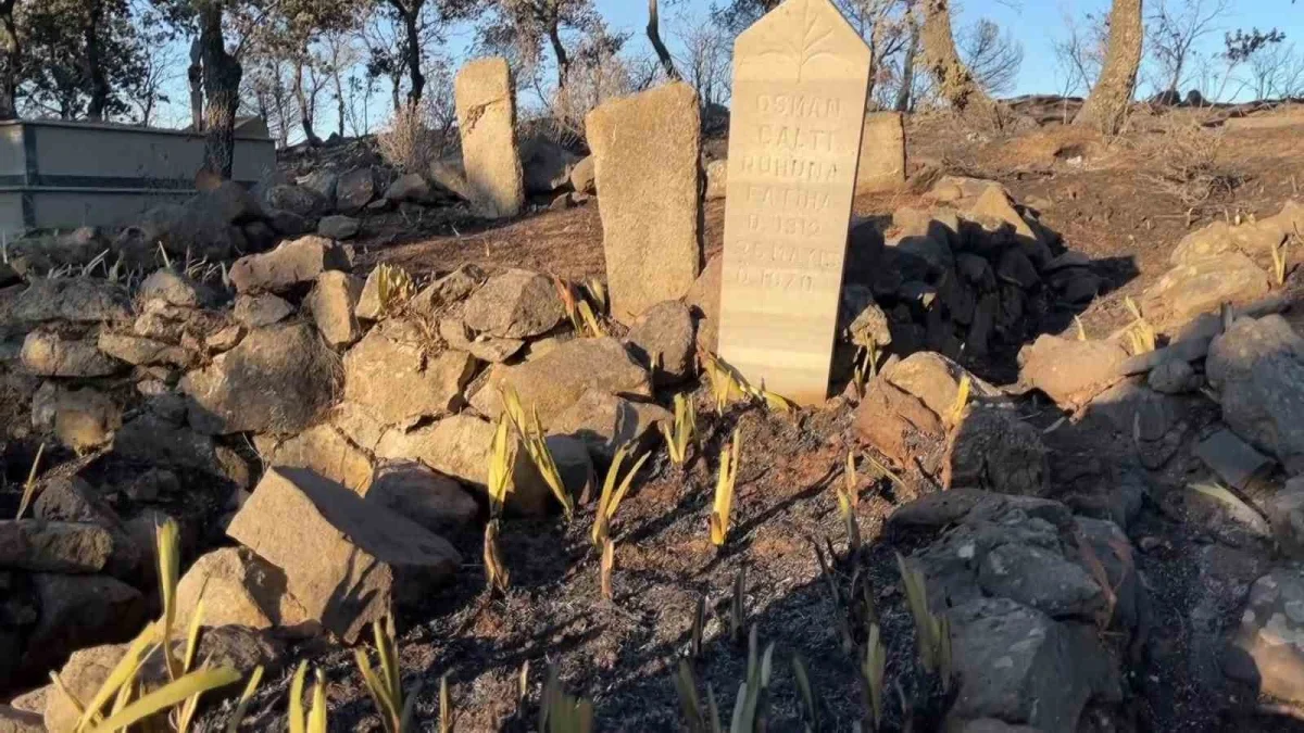 Balıkesir Ayvalık'ta yangın Tıfıllar Köyü mezarlığını kül etti