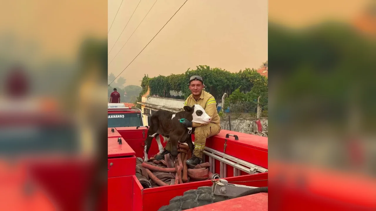 Gömeç'te yangından kurtarılan buzağının iç ısıtan fotoğrafı