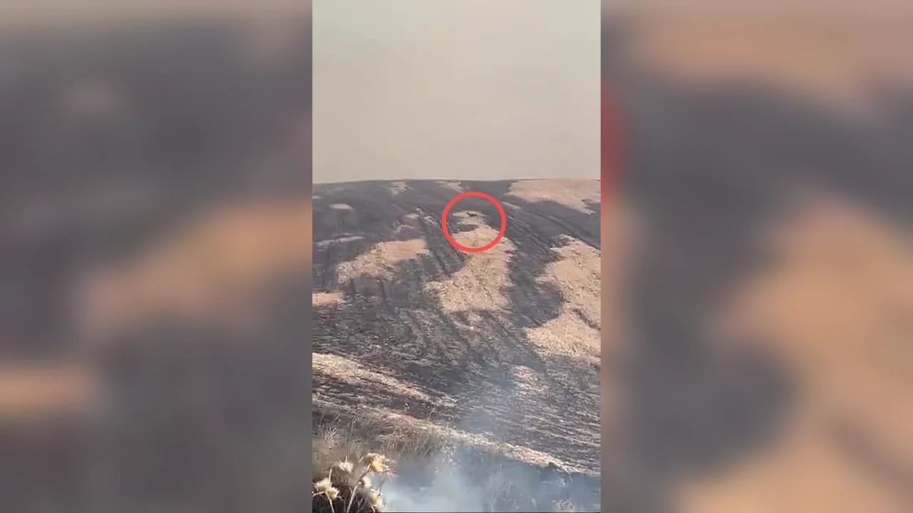 Çanakkale yangınında kaçan geyik cep telefonu kamerasına yansıdı