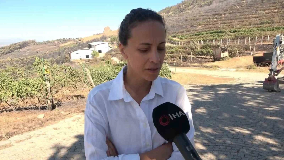 Gömeç'te orman yangını 300 dönüm üzüm bağını kül etti