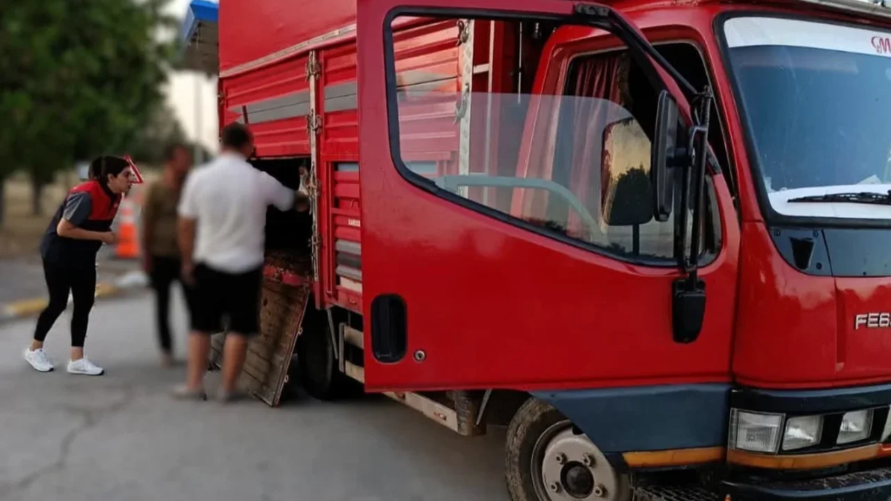 Kırklareli'nde kaçak hayvan sevkine 175 bin lira ceza