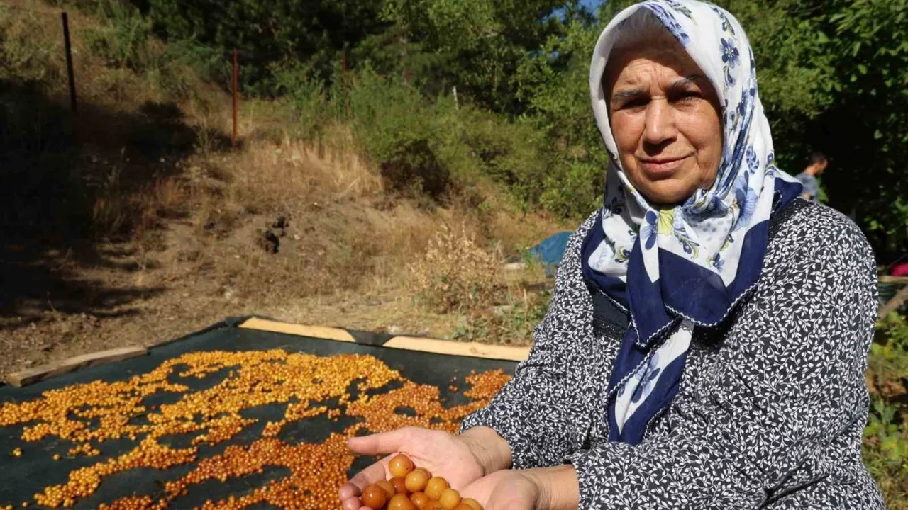 Saimbeyli kirazı kurutuluyor: Satılamayan ürün çereze dönüşüyor