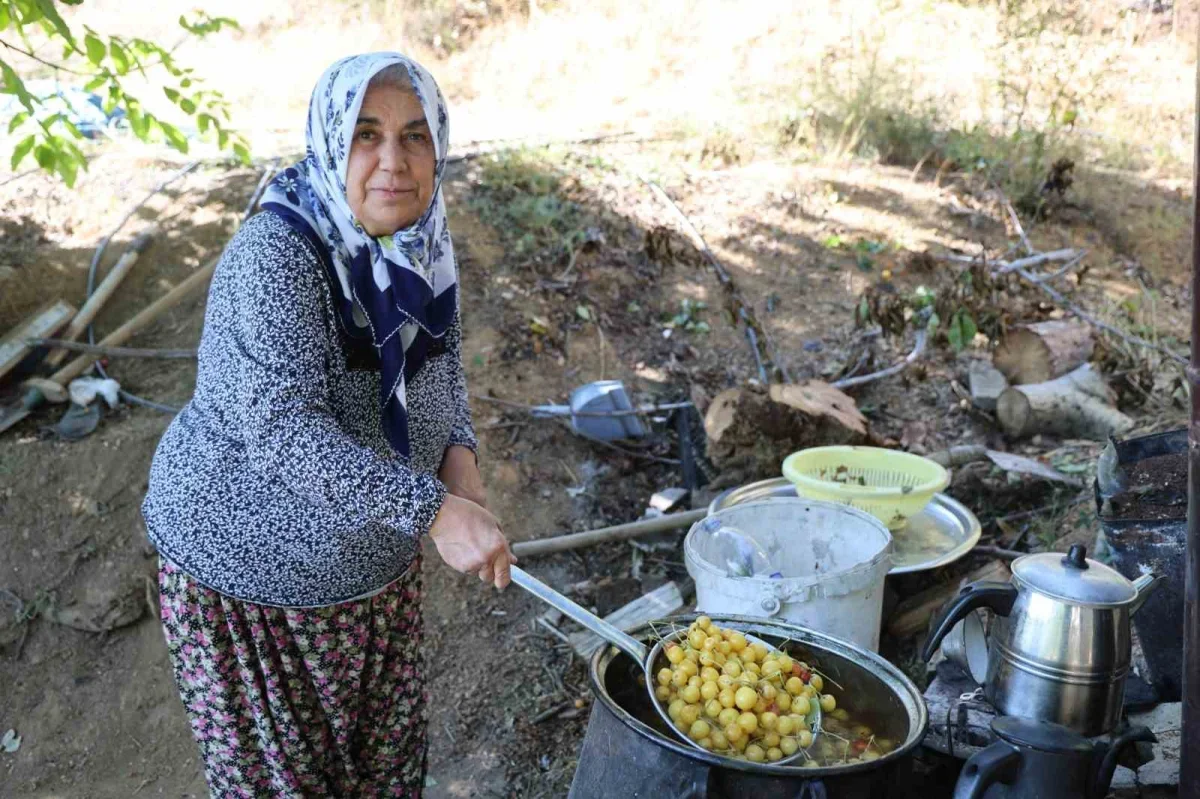 Saimbeyli kirazı kurutuluyor: Satılamayan ürün çereze dönüşüyor