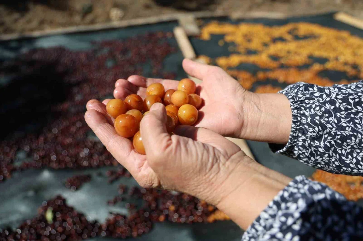 Saimbeyli kirazı kurutuluyor: Satılamayan ürün çereze dönüşüyor
