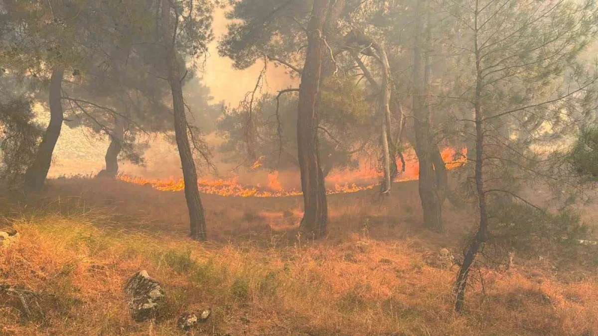 Balıkesir Gömeç yangınında son durum: Tek cephede mücadele