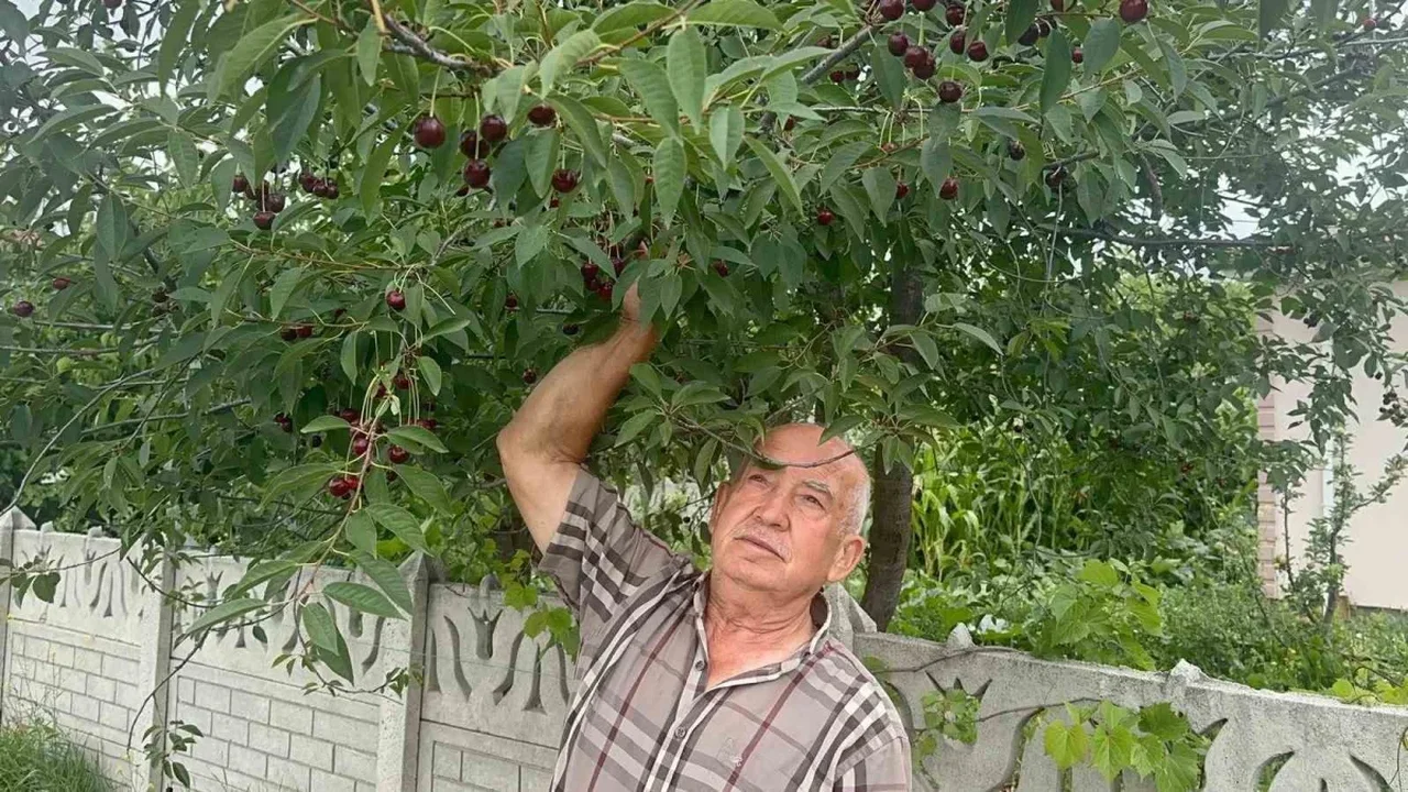 Sultandağı vişnesinde fiyatlar 80 liradan açıldı