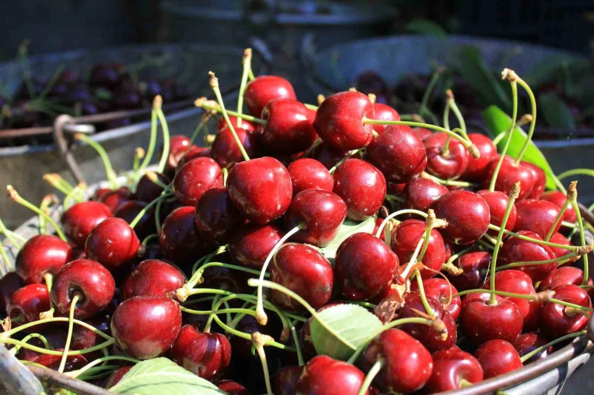 Sultandağı vişnesinde fiyatlar 80 liradan açıldı