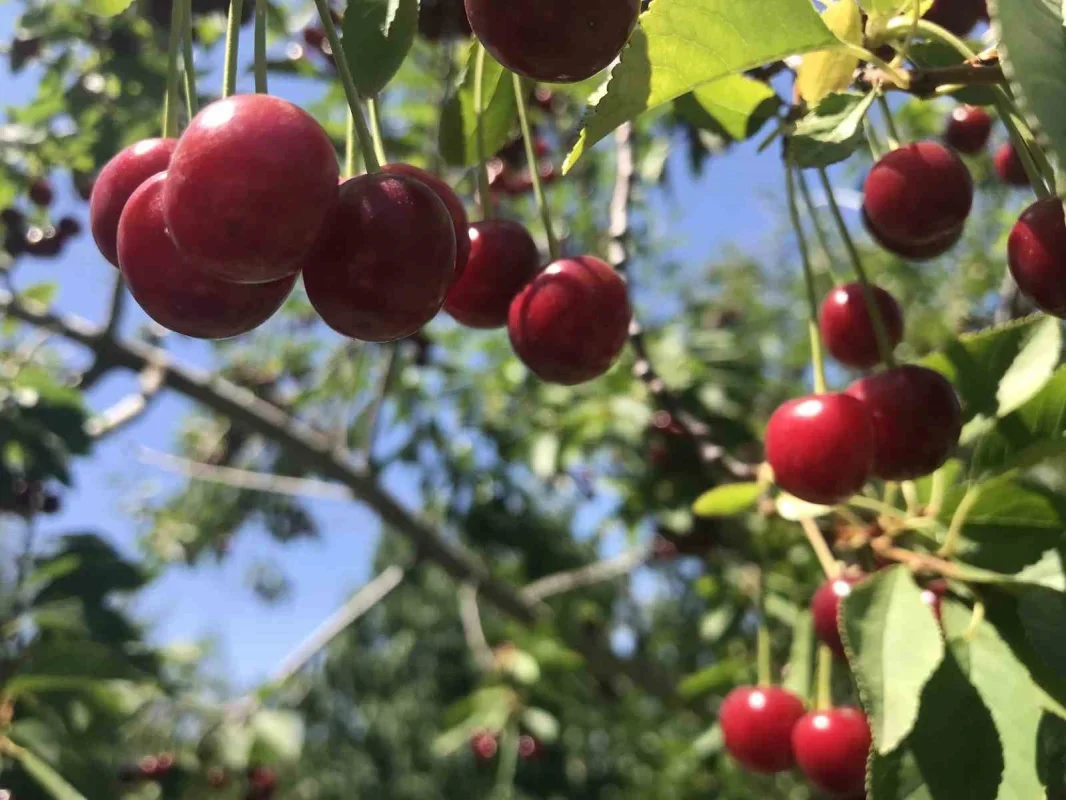 Sultandağı vişnesinde fiyatlar 80 liradan açıldı