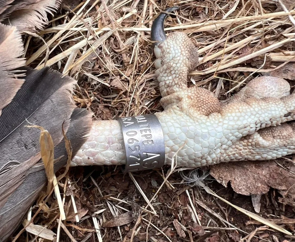 Trakya'da ilk: Küçük akbabalara uydu vericisi takıldı
