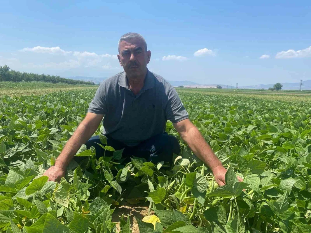 Çeltikçi'de sözleşmeli fasulye modeli çiftçiye güven veriyor