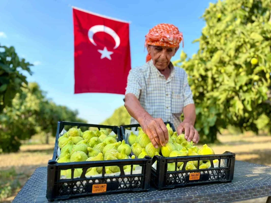 Torbalı Bardacık incirinde hasat başladı, fiyat 350 TL'ye çıktı