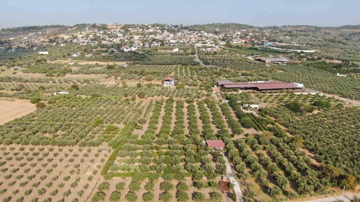Torbalı Bardacık incirinde hasat başladı, fiyat 350 TL'ye çıktı
