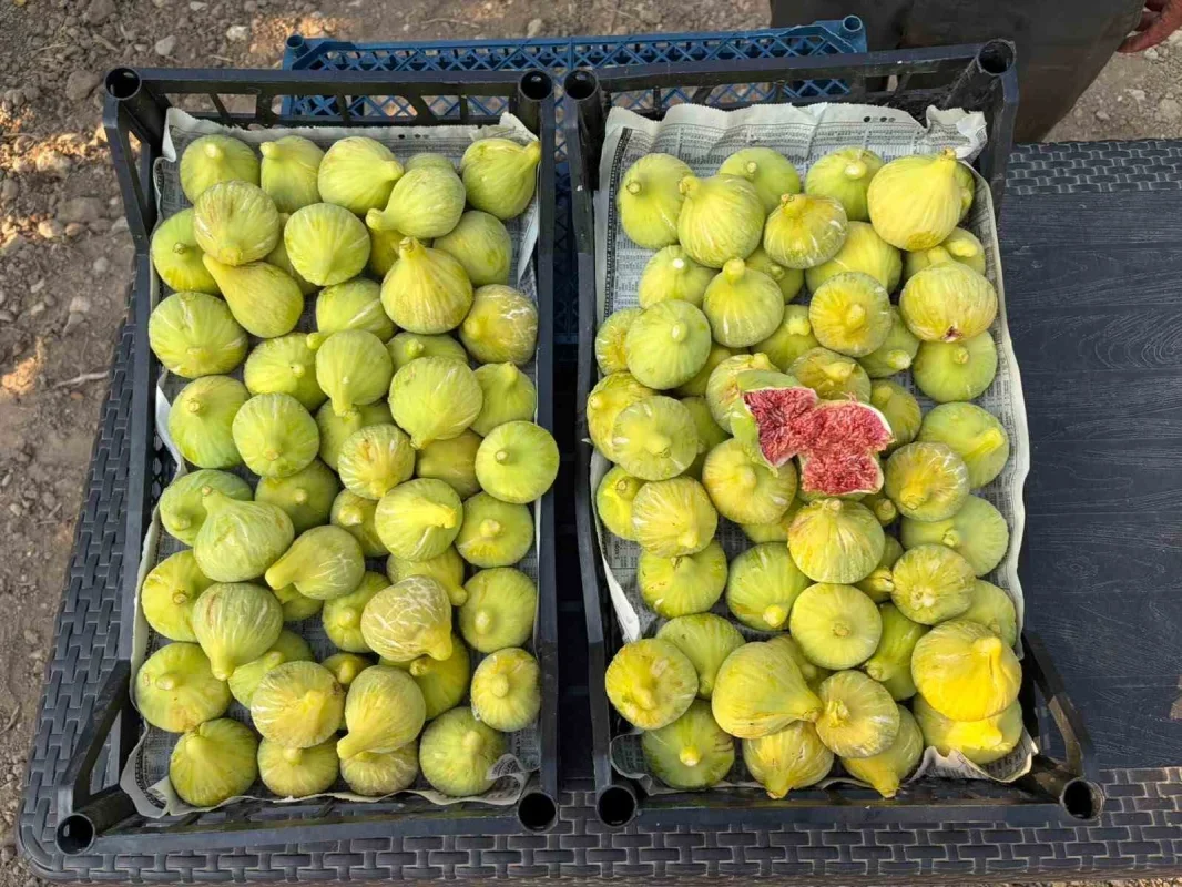 Torbalı Bardacık incirinde hasat başladı, fiyat 350 TL'ye çıktı