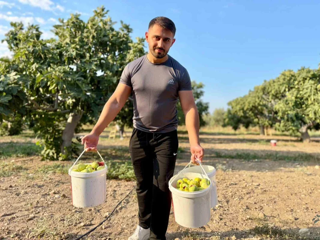 Torbalı Bardacık incirinde hasat başladı, fiyat 350 TL'ye çıktı