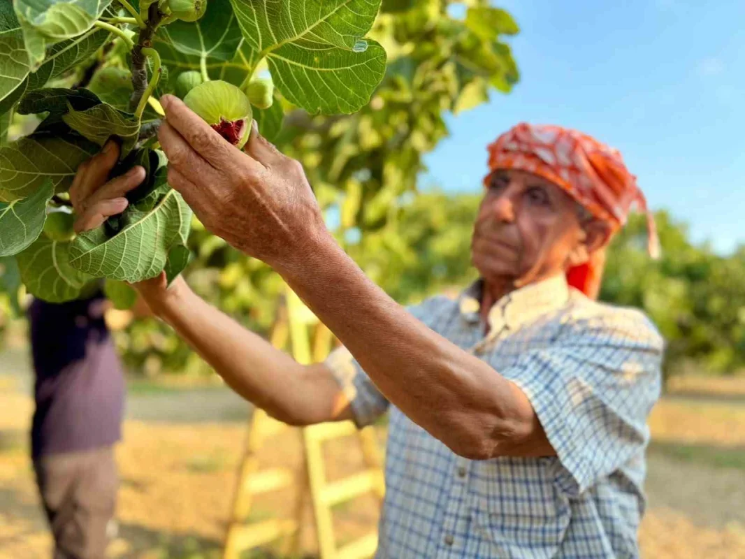 Torbalı Bardacık incirinde hasat başladı, fiyat 350 TL'ye çıktı