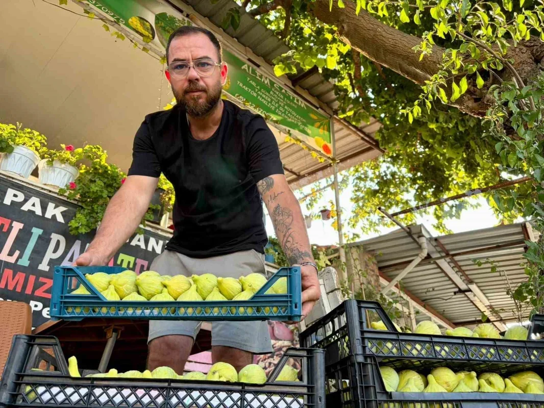 Torbalı Bardacık incirinde hasat başladı, fiyat 350 TL'ye çıktı