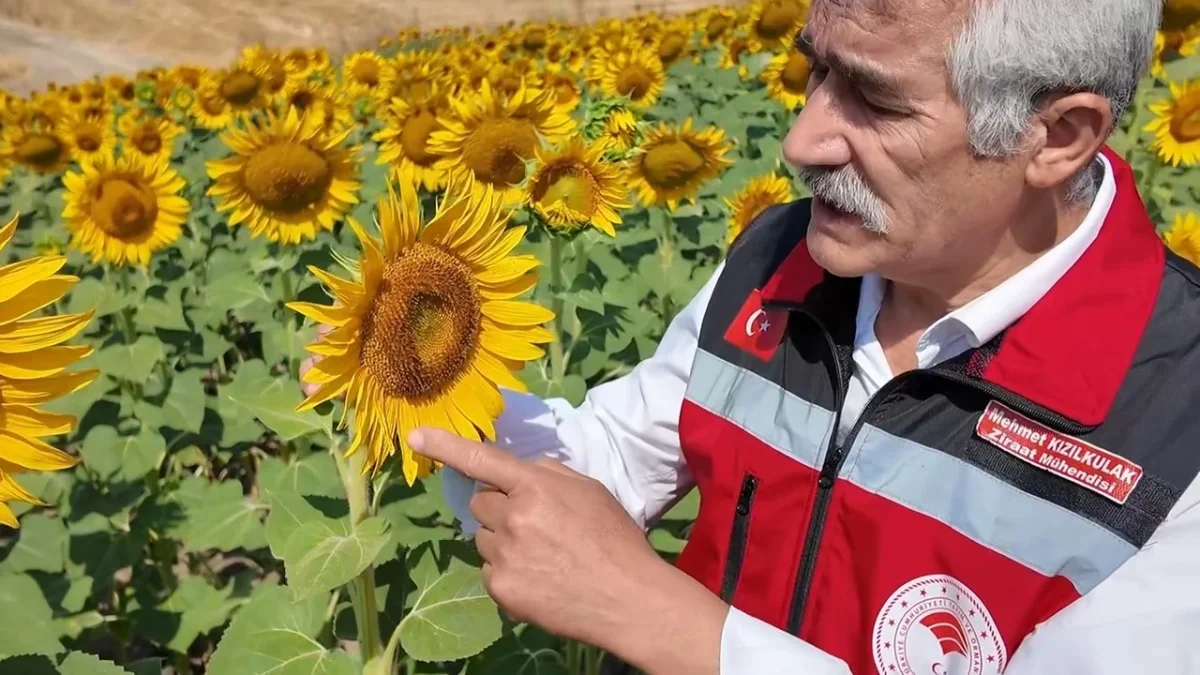 Tekirdağ ayçiçeği tarlalarında verimi artıran arılar