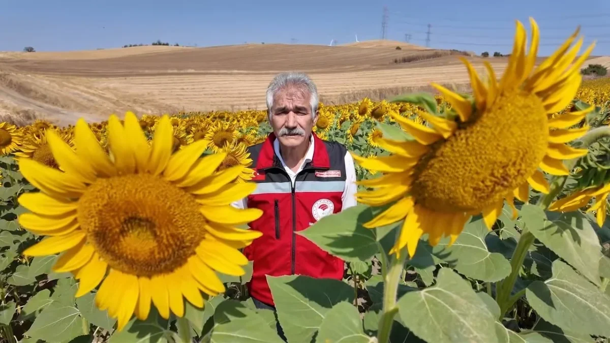 Tekirdağ ayçiçeği tarlalarında verimi artıran arılar