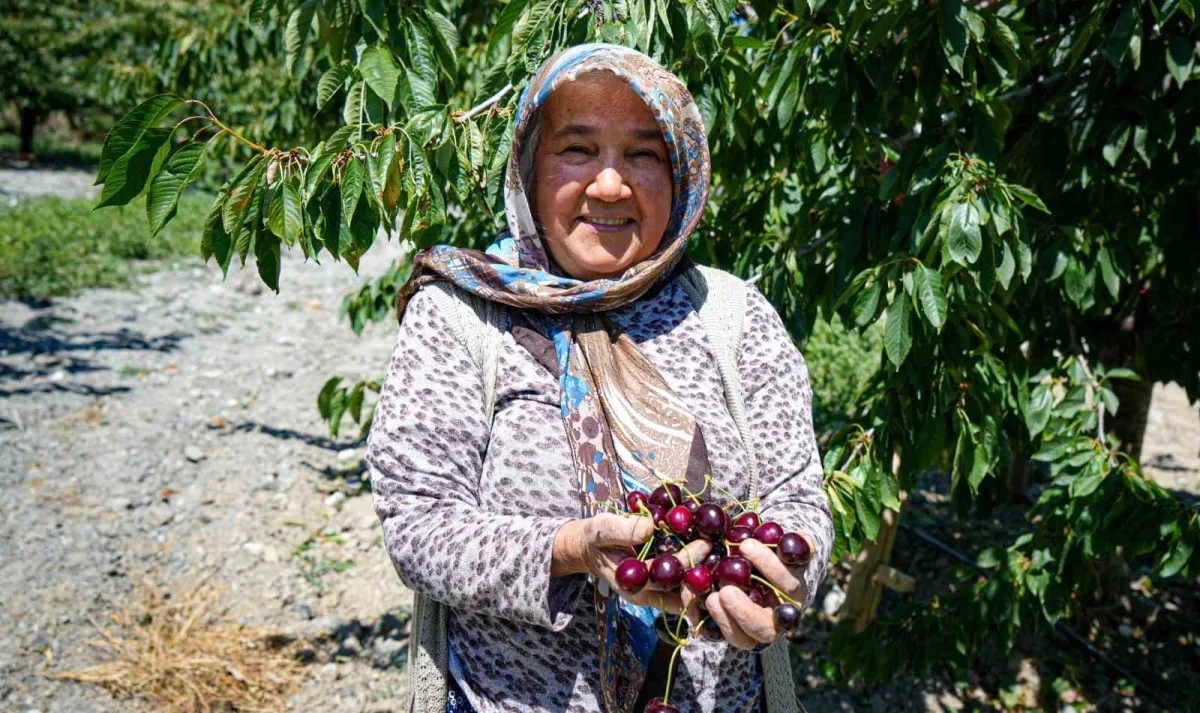 Ankara Çubuk'ta kiraz hasadı başladı, rekolte 80 ton bekleniyor
