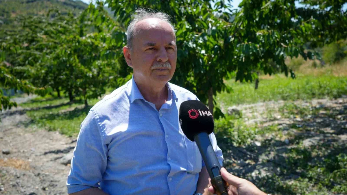 Ankara Çubuk'ta kiraz hasadı başladı, rekolte 80 ton bekleniyor