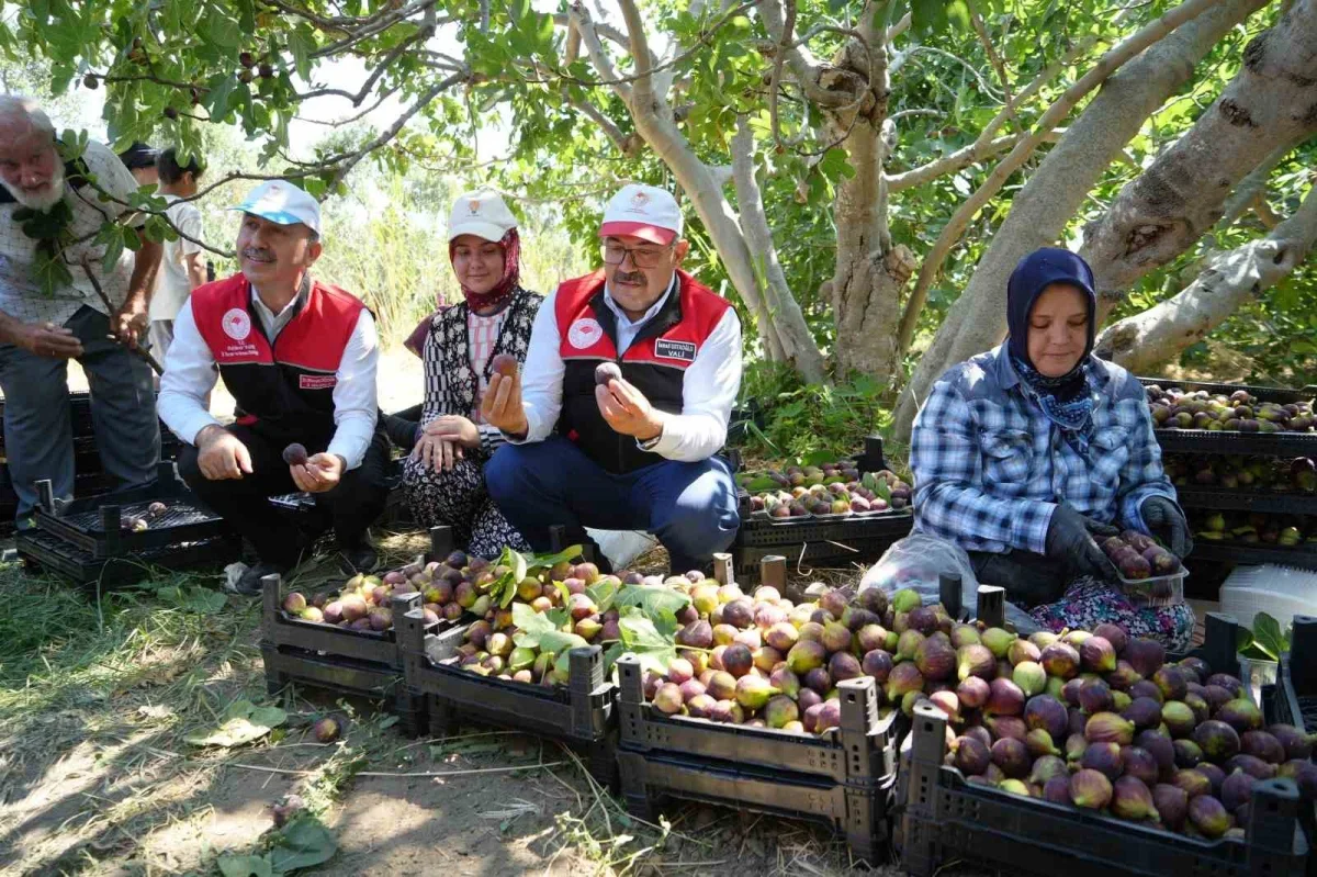 Havran siyah incirinde hasat başladı: 700 tonluk üretim