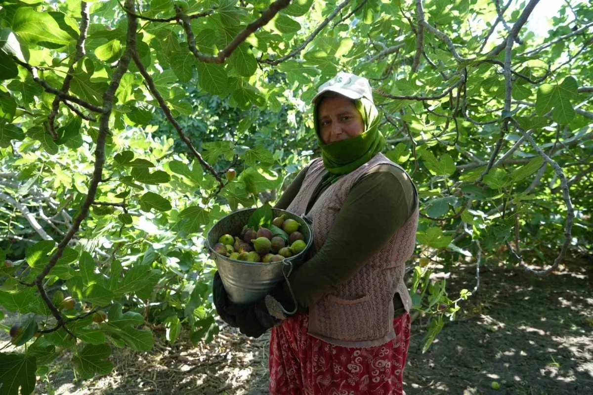 Havran siyah incirinde hasat başladı: 700 tonluk üretim