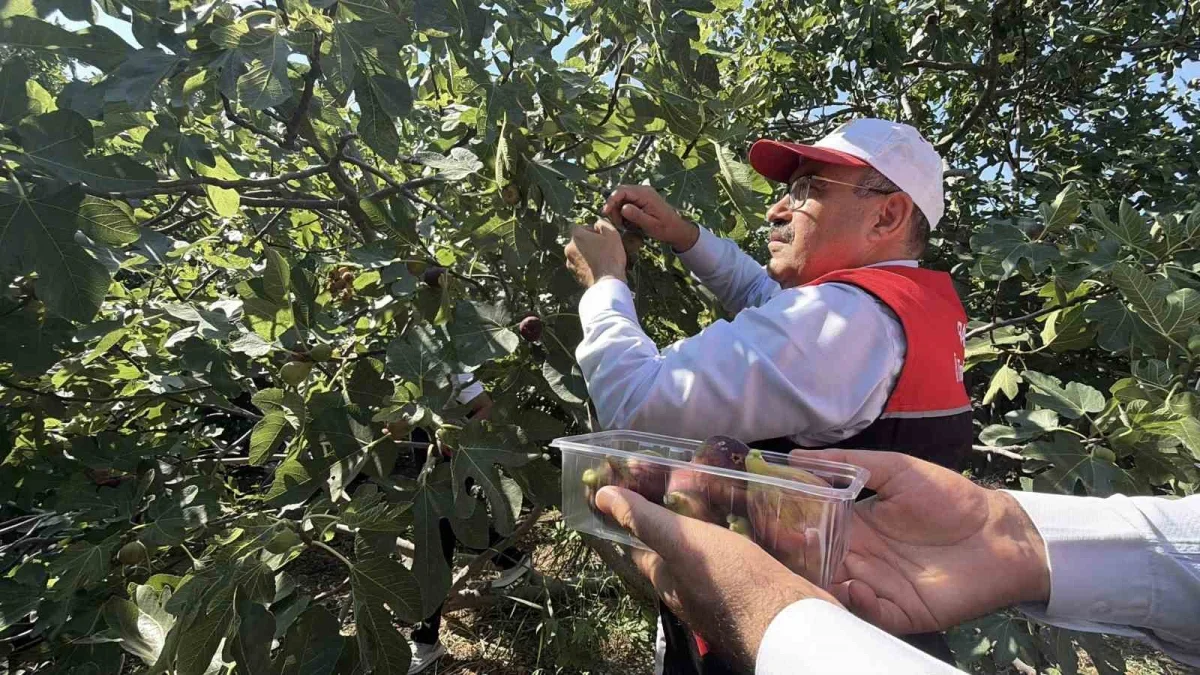 Havran siyah incirinde hasat başladı: 700 tonluk üretim