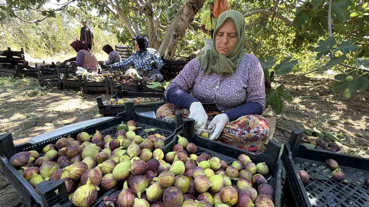 Havran siyah incirinde hasat başladı: 700 tonluk üretim