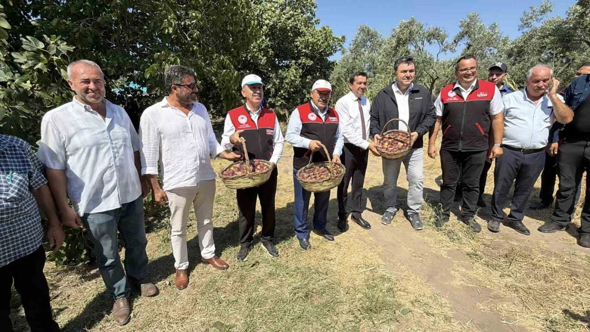 Havran siyah incirinde hasat başladı: 700 tonluk üretim