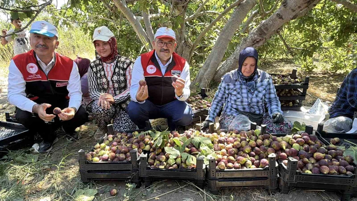 Havran siyah incirinde hasat başladı: 700 tonluk üretim