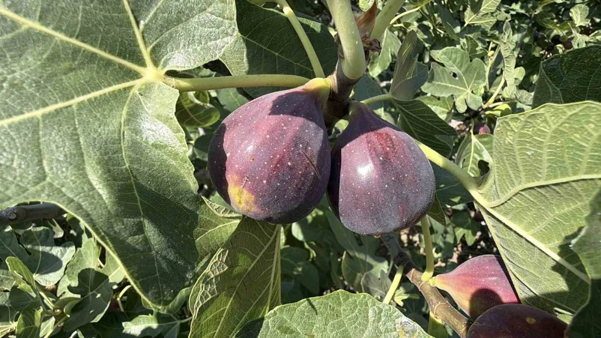 Havran siyah incirinde hasat başladı: 700 tonluk üretim
