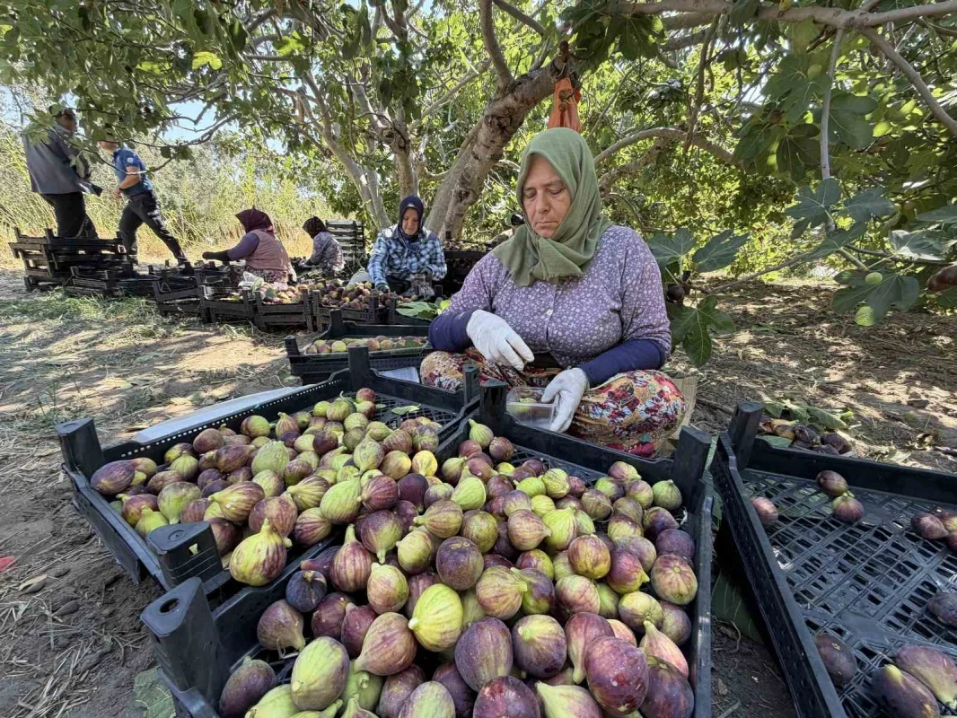 Havran siyah incirinde hasat başladı: 700 tonluk üretim