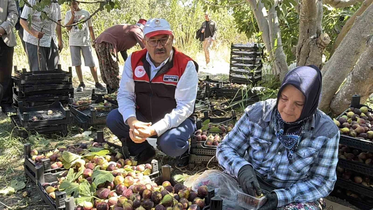 Havran siyah incirinde hasat başladı: 700 tonluk üretim