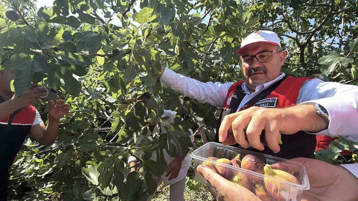 Havran siyah incirinde hasat başladı: 700 tonluk üretim