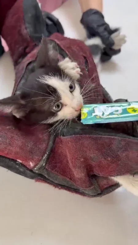 Bornova'da yavru kedi aracın motor boşluğuna girince kurtarıldı