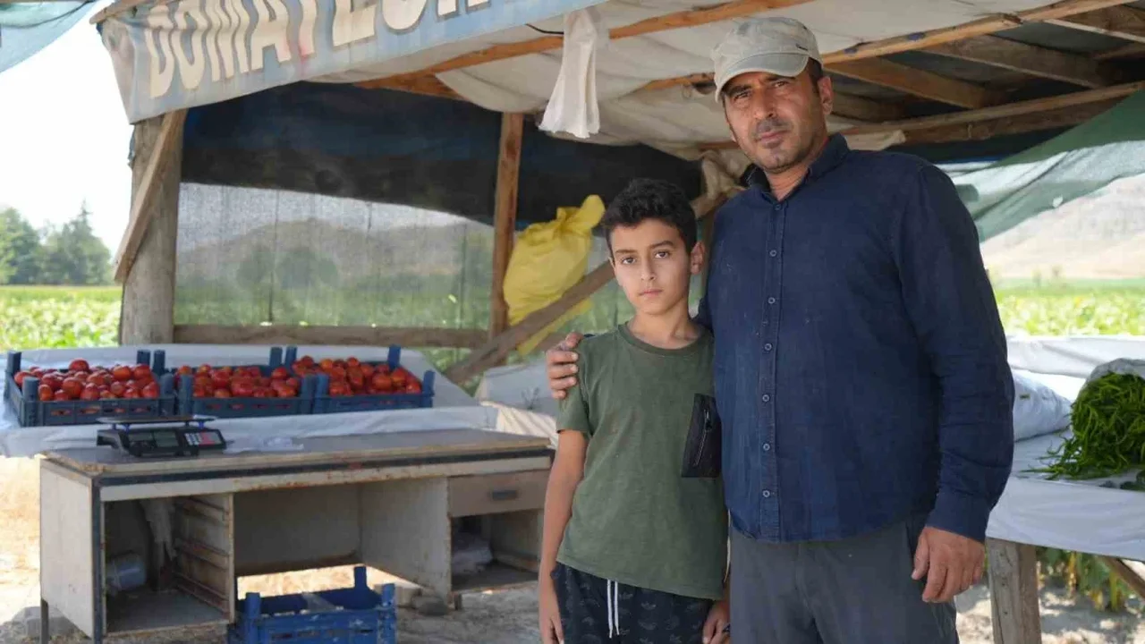 Ayaş domatesinde hasat başladı: Tarlada dalından satış