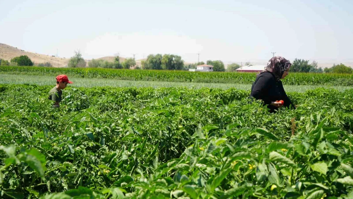 Ayaş domatesinde hasat başladı: Tarlada dalından satış