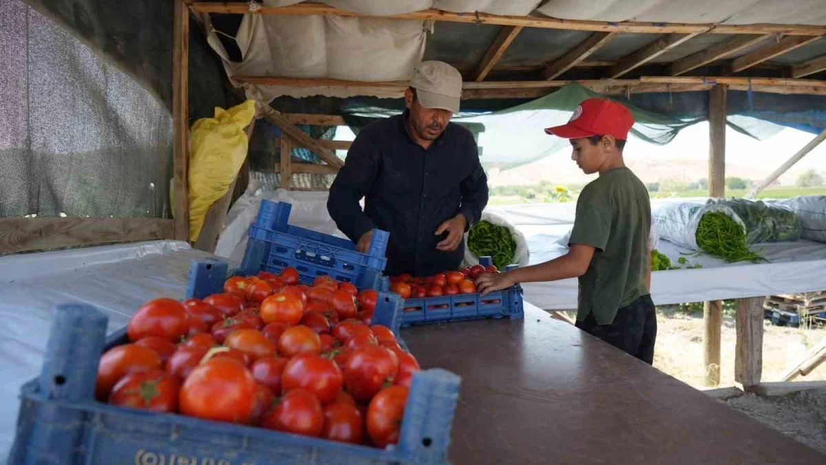 Ayaş domatesinde hasat başladı: Tarlada dalından satış
