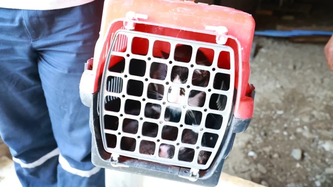 Osmangazi'de kaçak bina yıkıldı, bodrumdan kedi ve yavruları kurtarıldı