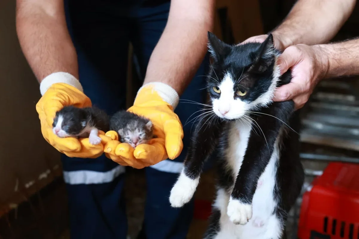 Osmangazi'de kaçak bina yıkıldı, bodrumdan kedi ve yavruları kurtarıldı
