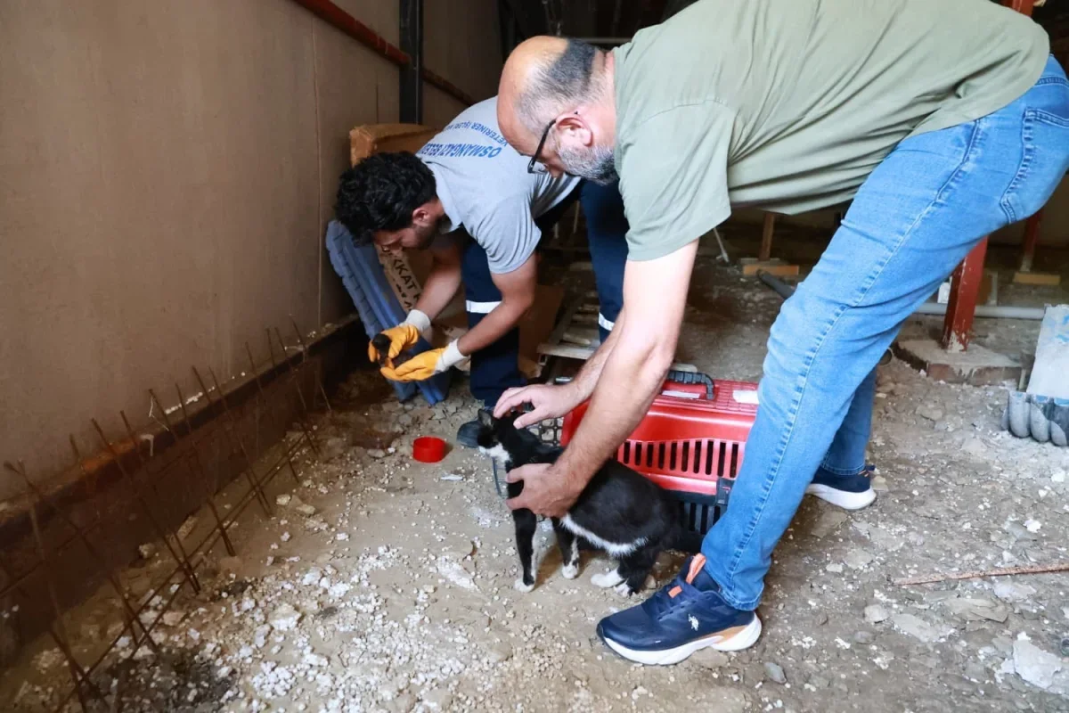 Osmangazi'de kaçak bina yıkıldı, bodrumdan kedi ve yavruları kurtarıldı