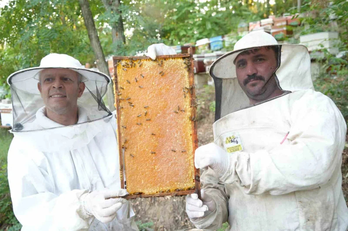 Edirne'de yağışlar bal üretimini artırdı: Sezon bereketli geçti