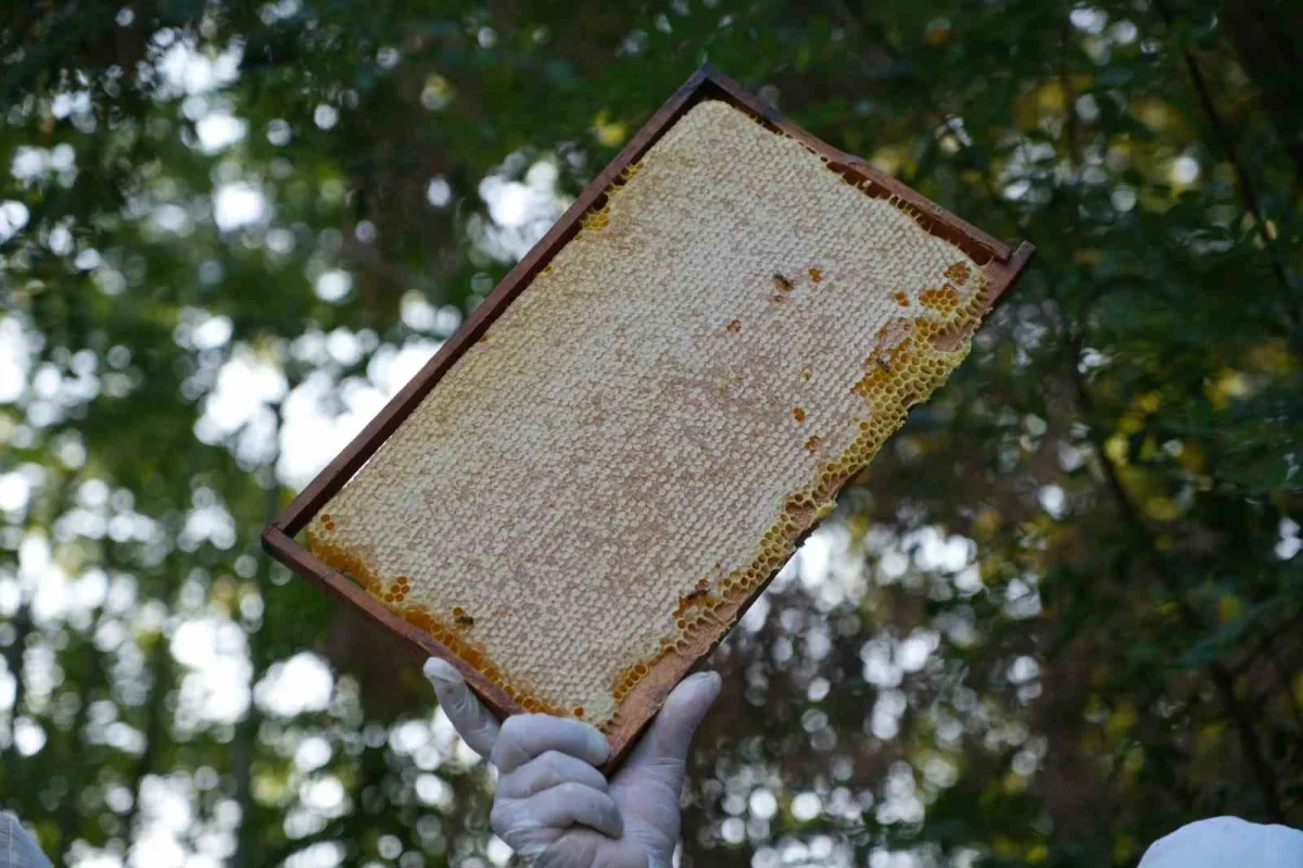 Edirne'de yağışlar bal üretimini artırdı: Sezon bereketli geçti