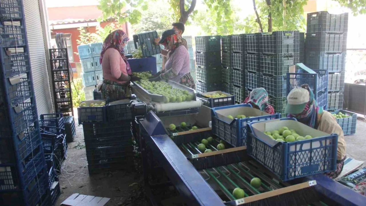 Bayramiç beyazında hasat başladı: 10 bin ton ürün bekleniyor