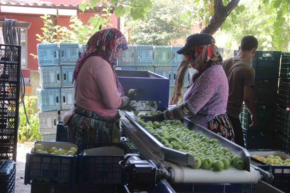 Bayramiç beyazında hasat başladı: 10 bin ton ürün bekleniyor