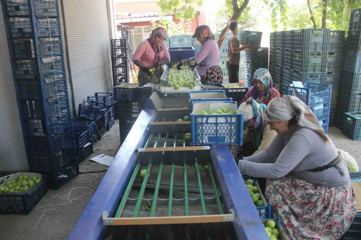 Bayramiç beyazında hasat başladı: 10 bin ton ürün bekleniyor