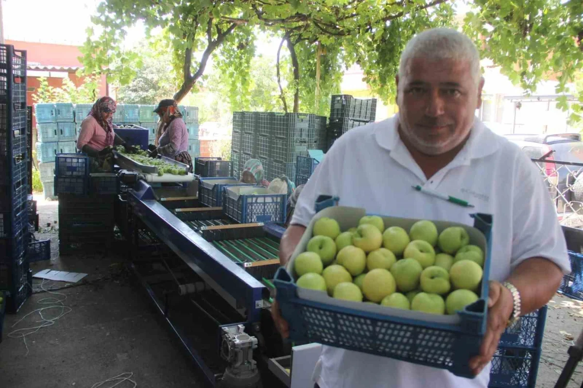 Bayramiç beyazında hasat başladı: 10 bin ton ürün bekleniyor