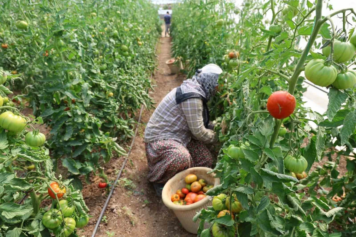 Saimbeyli'de baba-kız bin 500 rakımda domates serası kurdu