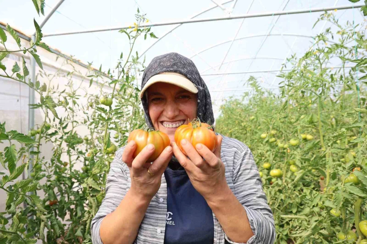 Saimbeyli'de baba-kız bin 500 rakımda domates serası kurdu