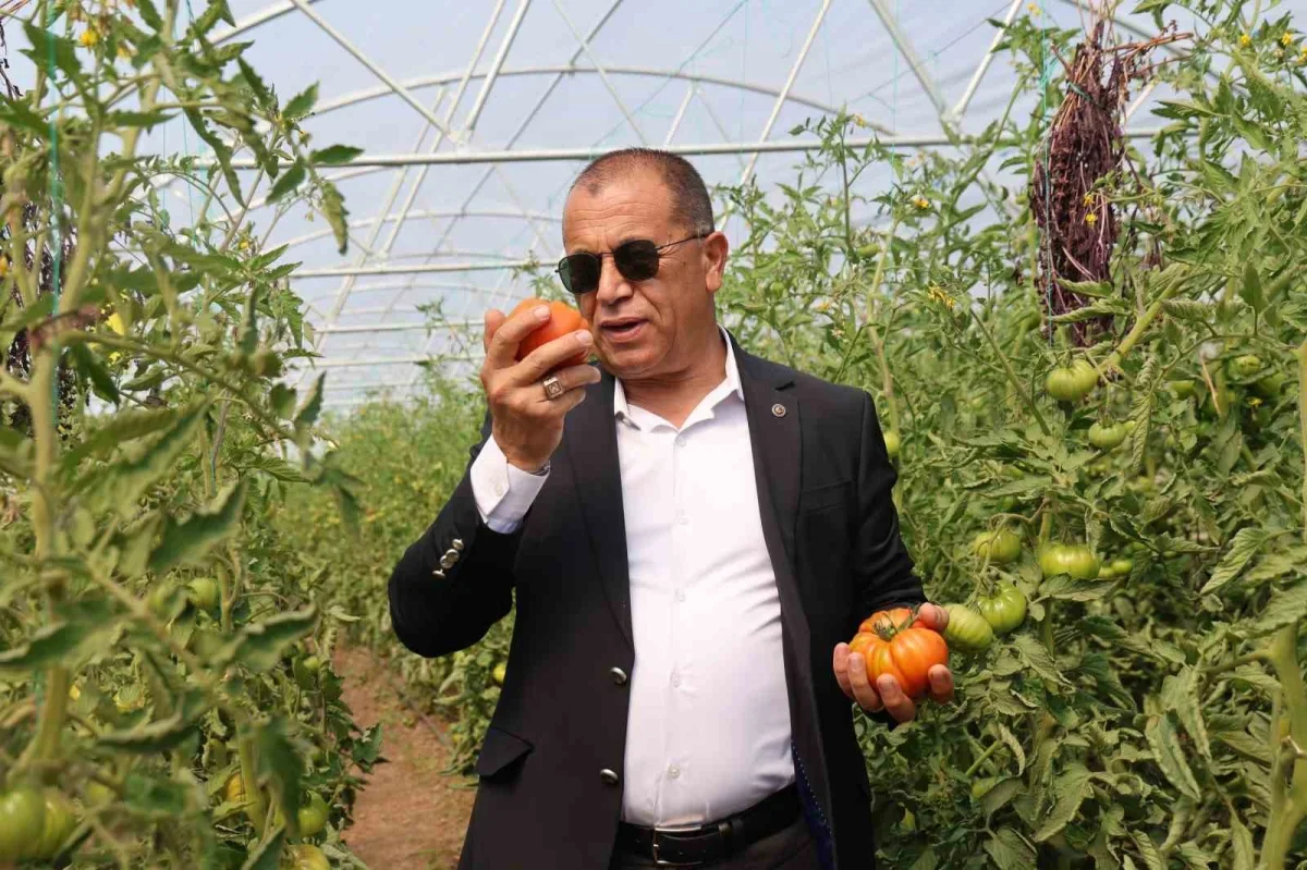 Saimbeyli'de baba-kız bin 500 rakımda domates serası kurdu